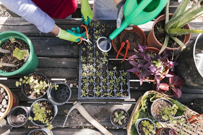 Start zadenbibliotheek in Bibliotheek Dedemsvaart
